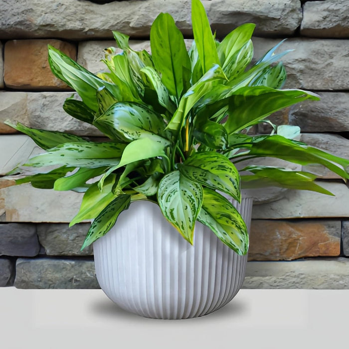 elevenpast Pots & Planters Flute Round Japi Planter White