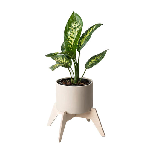 elevenpast Pots & Planters Bloukrans Pot Plant Holder BLOUKRANSPOTPLANTHOLDER
