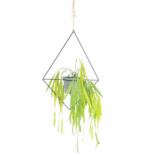 elevenpast planter Diamnd Hanging Metal Planter WPLA14